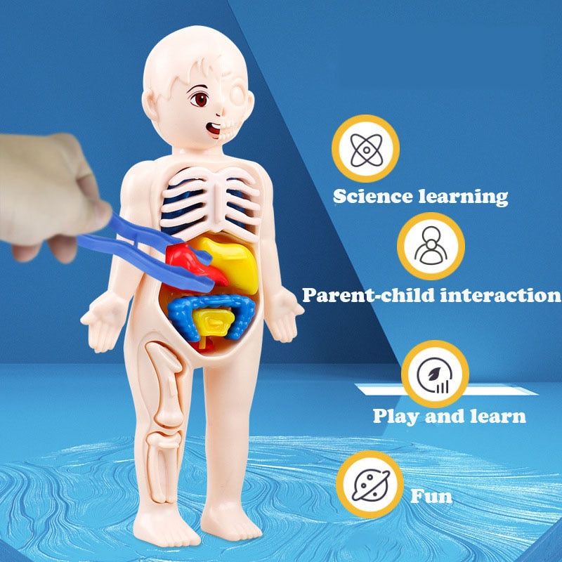 Montessori Kid 3D Puzzle Human Body Anatomy Model Educational Learning Organ Assembled Toy Body Organ Teaching Tool For Children