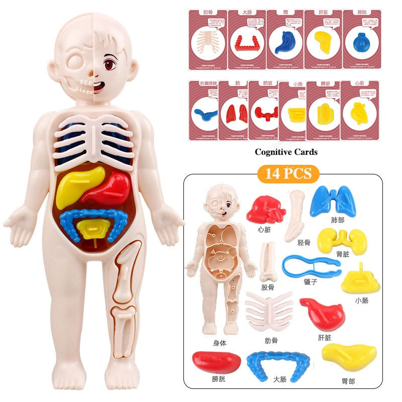 Montessori Kid 3D Puzzle Human Body Anatomy Model Educational Learning Organ Assembled Toy Body Organ Teaching Tool For Children