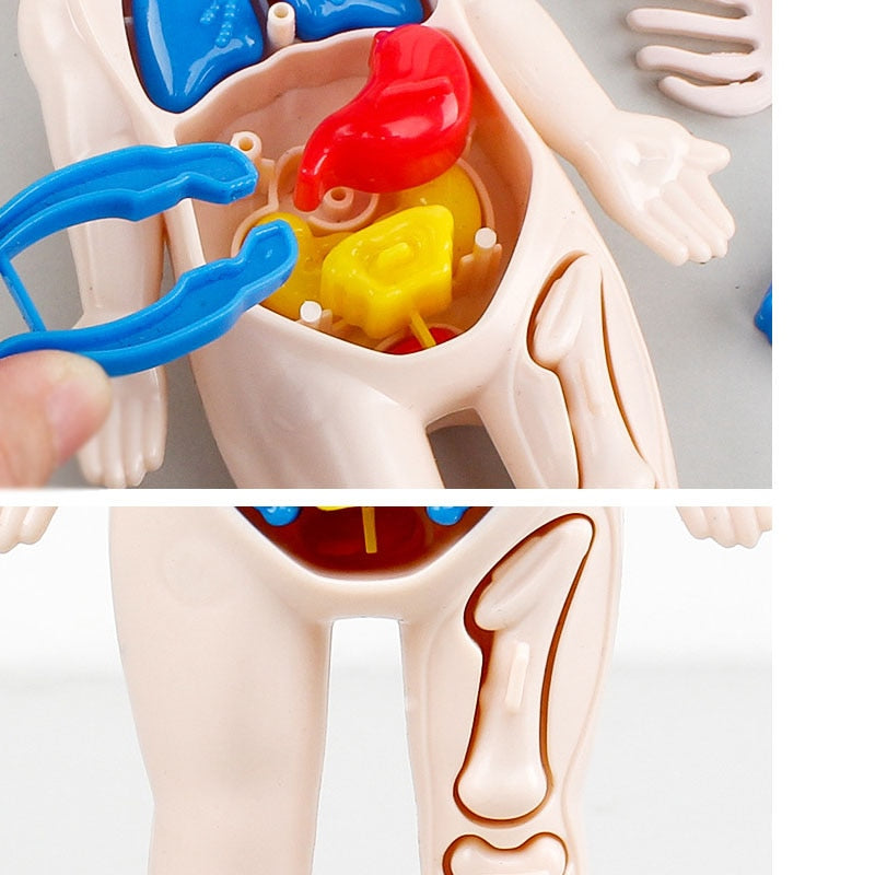 Montessori Kid 3D Puzzle Human Body Anatomy Model Educational Learning Organ Assembled Toy Body Organ Teaching Tool For Children