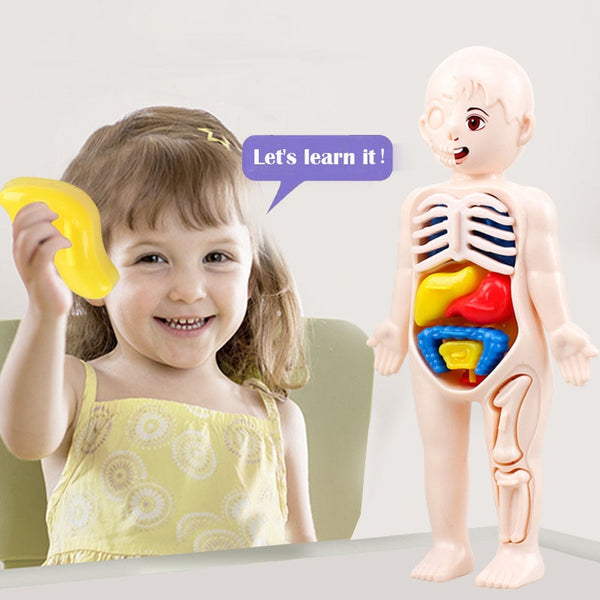 Montessori Kid 3D Puzzle Human Body Anatomy Model Educational Learning Organ Assembled Toy Body Organ Teaching Tool For Children