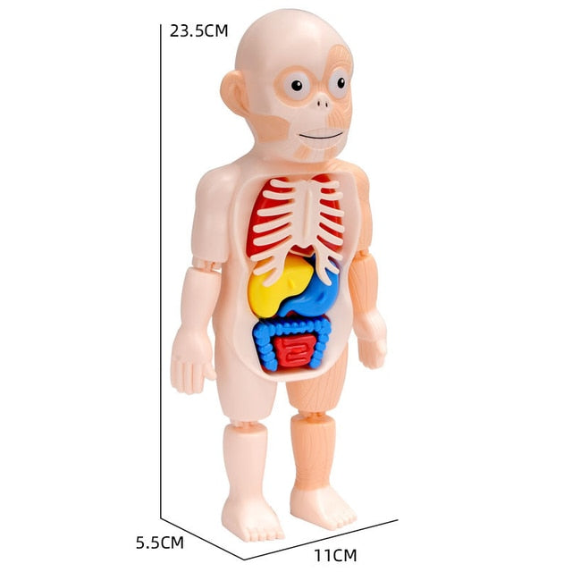 Montessori Kid 3D Puzzle Human Body Anatomy Model Educational Learning Organ Assembled Toy Body Organ Teaching Tool For Children