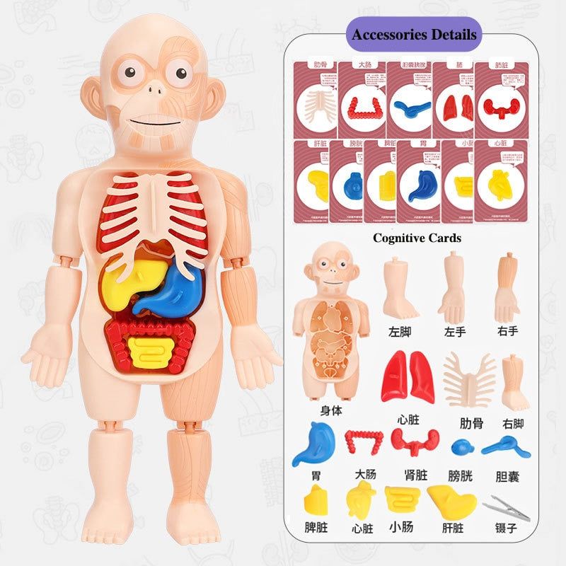 Montessori Kid 3D Puzzle Human Body Anatomy Model Educational Learning Organ Assembled Toy Body Organ Teaching Tool For Children