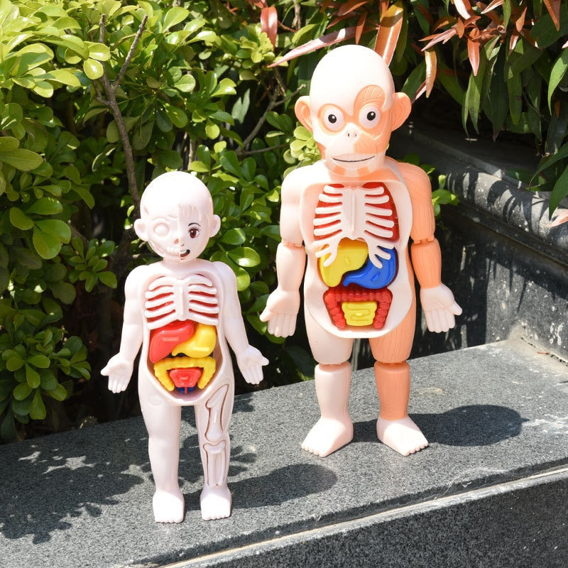 Montessori Kid 3D Puzzle Human Body Anatomy Model Educational Learning Organ Assembled Toy Body Organ Teaching Tool For Children