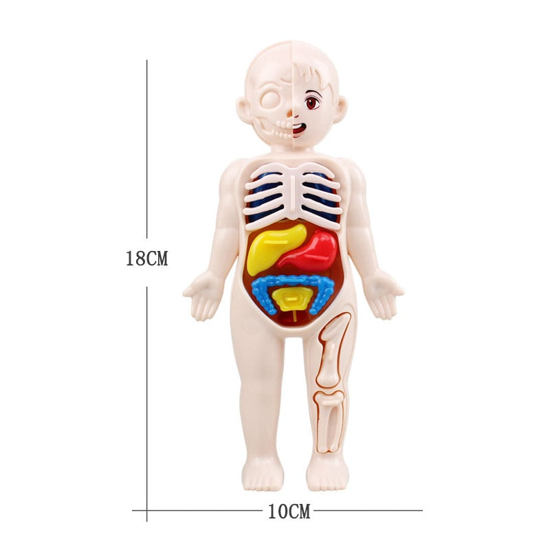 Montessori Kid 3D Puzzle Human Body Anatomy Model Educational Learning Organ Assembled Toy Body Organ Teaching Tool For Children