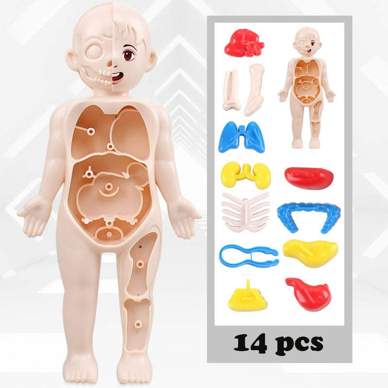 Montessori Kid 3D Puzzle Human Body Anatomy Model Educational Learning Organ Assembled Toy Body Organ Teaching Tool For Children